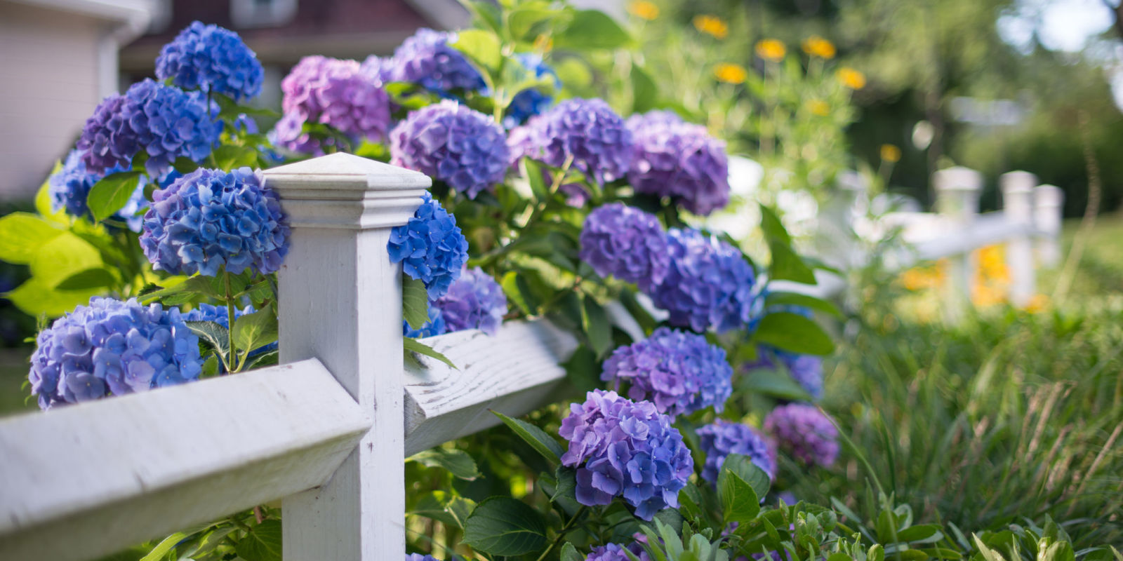 Best Hydrangeas for Every Climate Hydrangea Growing Conditions