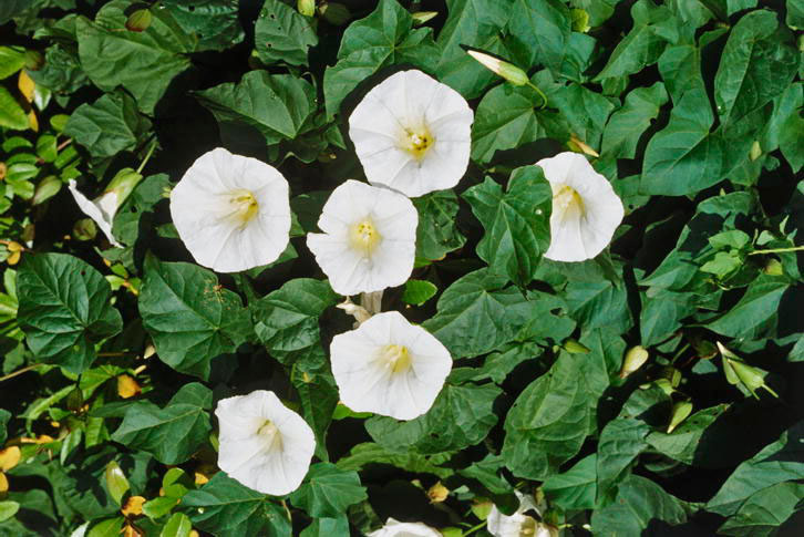 Fragrant Night Bloom Flowers Best That Only At Moonflower Annual