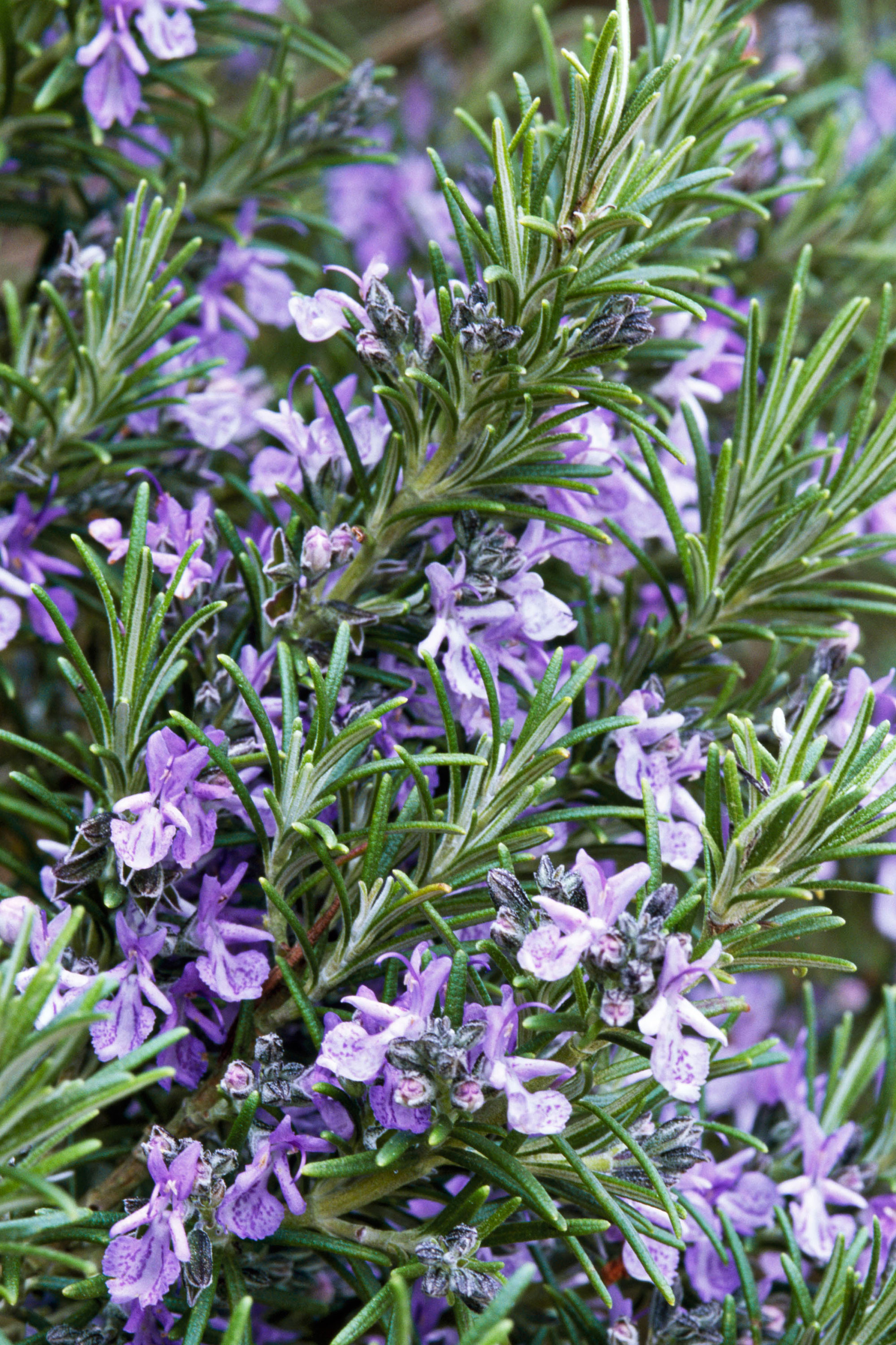 Best Flowering Herbs Blooming With Flowers