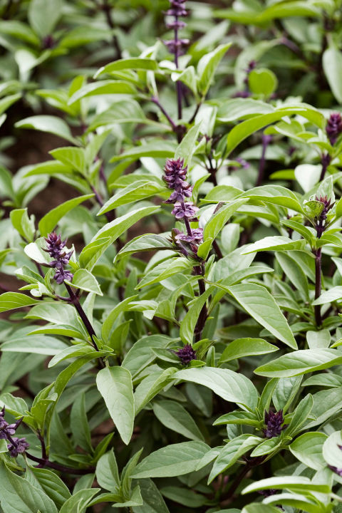 Best Flowering Herbs Blooming With Flowers Thai Basil