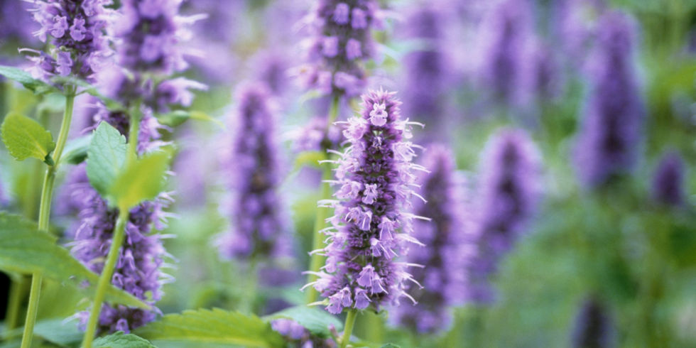 Best Flowering Herbs Blooming With Flowers 06 Photos