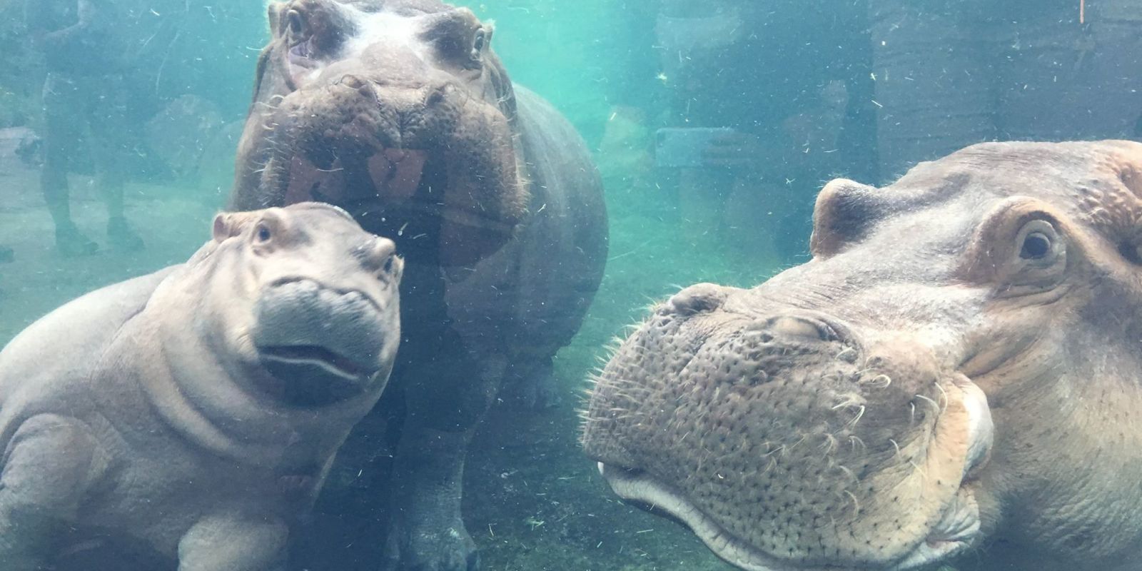 Baby Hippo Fiona Just Reunited With Her Parents for the Cutest Family