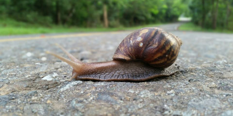 Forum on this topic: Rat lungworm parasite found in Florida, rat-lungworm-parasite-found-in-florida/ Communication on this topic: Rat lungworm parasite found in Florida, rat-lungworm-parasite-found-in-florida/