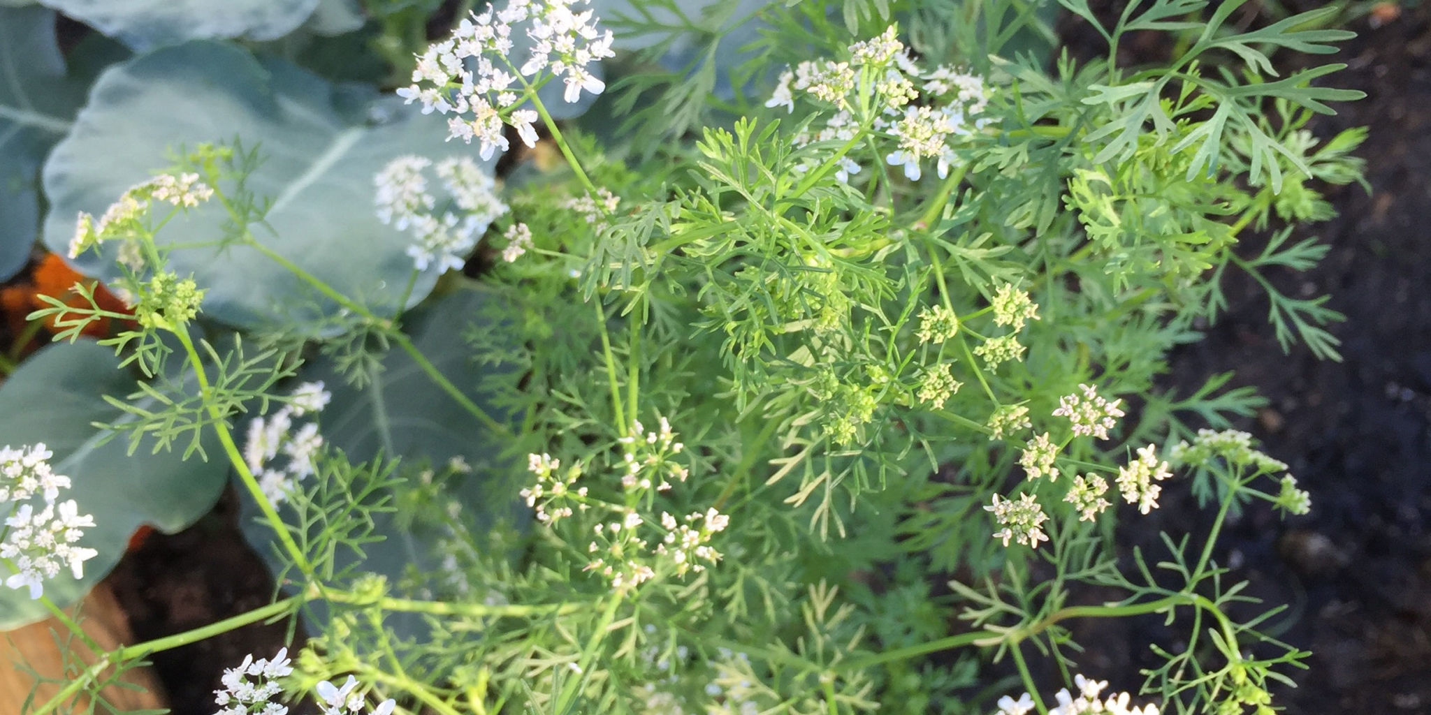 Why Your Plants Are Boltingand What You Can Do About It - How to Prevent  Plants From Bolting