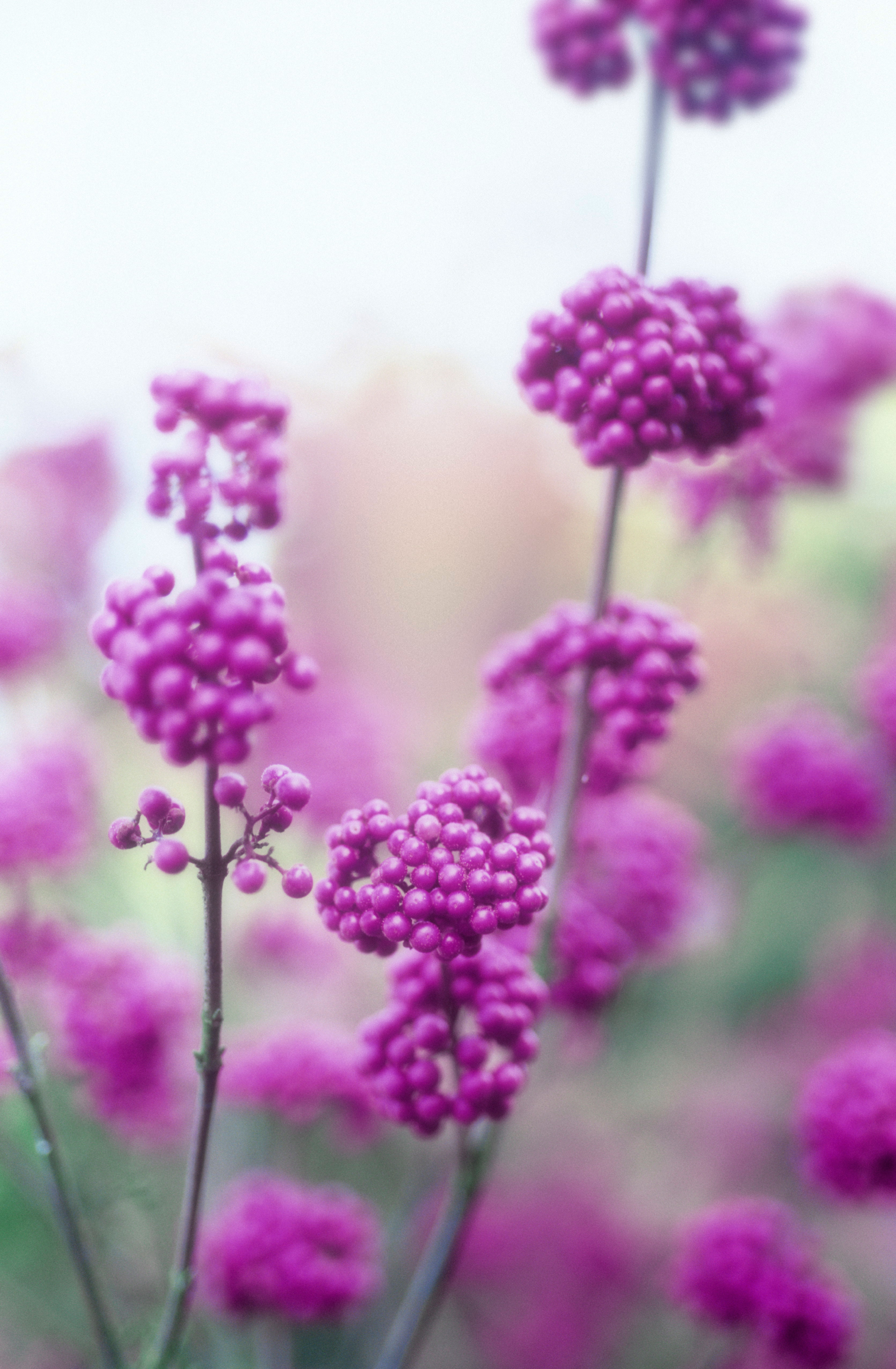 20 Fall Flowers to Plant Pretty Fall Flowering Perennials & Plants