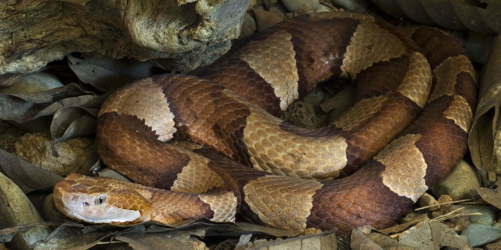 5 Things You Need To Know About Copperhead Snakes 4 Kids In Alabama