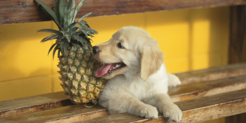 dogs eat pineapple can dogs eat eggs the best and worst human foods for dogs dogs eat pineapple can dogs eat eggs the best and worst human foods for dogs