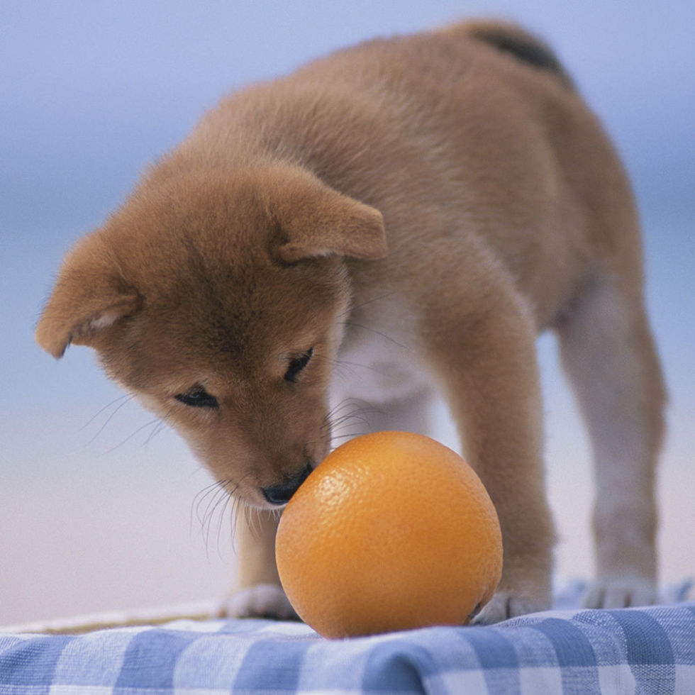 Are Oranges Safe For Dogs