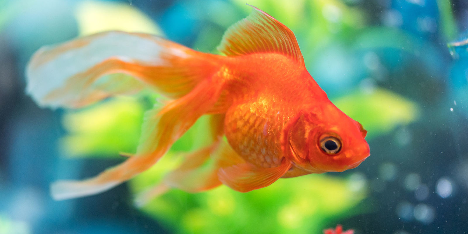 can-fish-can-be-depressed-how-to-make-pet-fish-happy