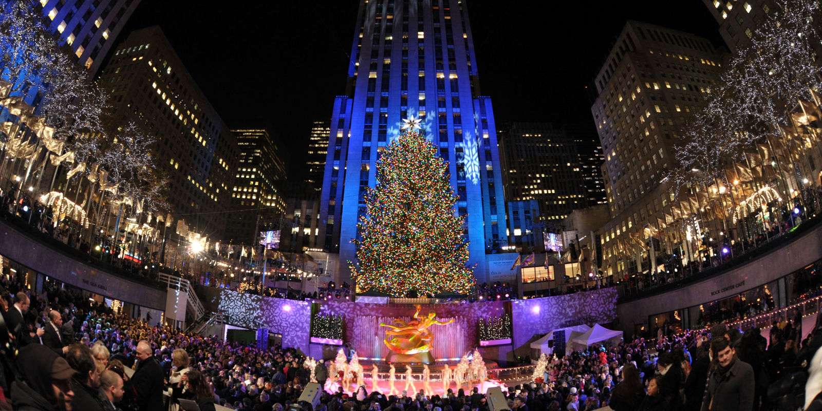 the rockefeller center christmas tree has been picked out the rockefeller center christmas tree has been picked out