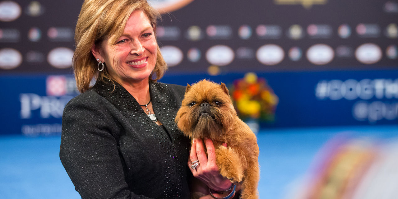 purina show 2017 newton the brussels griffon wins best in show at the national show national purina show 2017 newton the brussels griffon wins best in show at the national show national