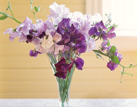Wedding Flowers Sweet Pea Weddings Sweet Pea Flowers Weddings
