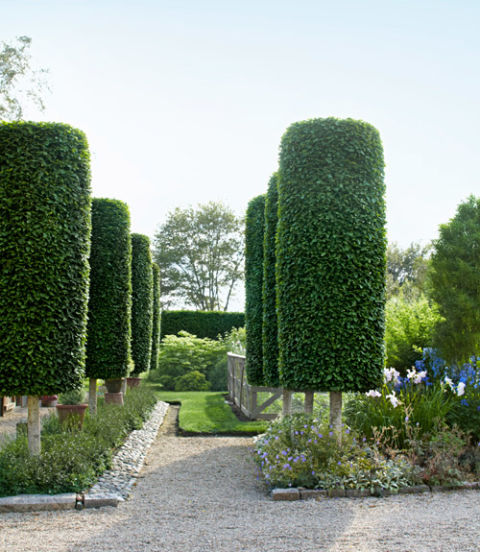 Garden Design Trees landscaping tips from sean conway - garden design ideas Garden Design Trees landscaping tips from sean conway - garden design ideas
