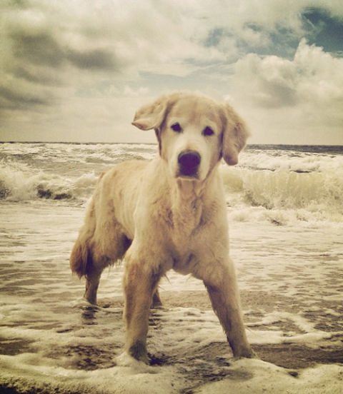 instagram dogs dogs of instagram pictures instagram dogs dogs of instagram pictures