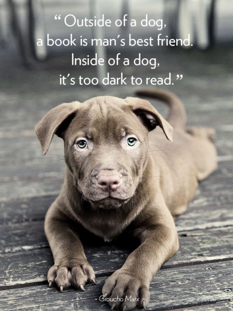 "Outside of a dog, a book is man's best friend. Inside of a dog, it's too dark to read." —Groucho Marx
