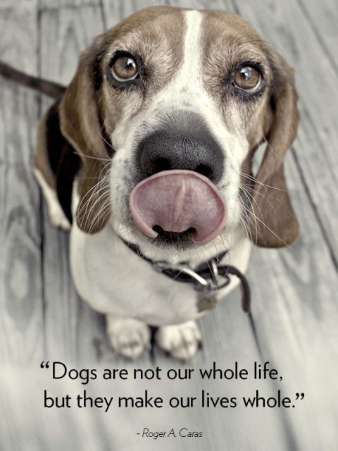 "Dogs are not our whole life, but they make our lives whole." —Rodger A. Caras
