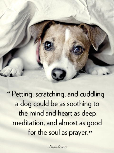 "Petting, scratching, and cuddling a dog could be as soothing to the mind and heart as deep meditation, and almost as good for the soul as prayer." —Dean Koontz
