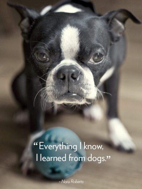 "Everything I know, I learned from dogs." —Nora Roberts
