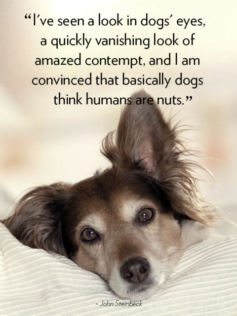 "I've seen a long in dogs' eyes, a quickly vanishing look of amazed contempt, and I am convinced that basically dogs think humans are nuts." —John Steinbeck
