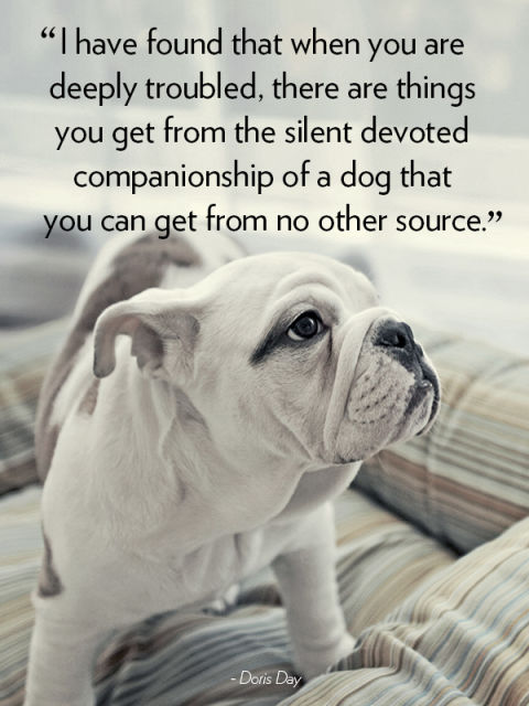 "I have found that when you are deeply troubled, there are things you get from the silent devoted companionship of a dog that you can get from no other source." —Doris Day
