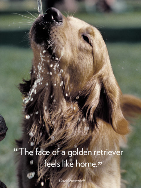 "The face of a golden retriever feels like home." —David Rosenfelt

