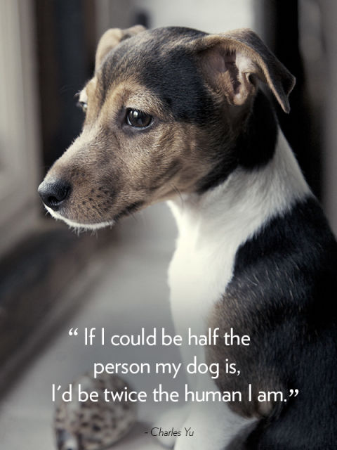 "If I could be half the person my dog is, I'd be twice the human I am." —Charles Yu
