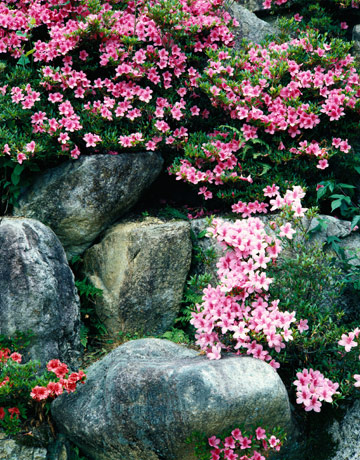 Country Garden Ideas small english garden ideas Pink Flowers Growing Around Rocks Country Garden Ideas country garden Pink Flowers Growing Around Rocks