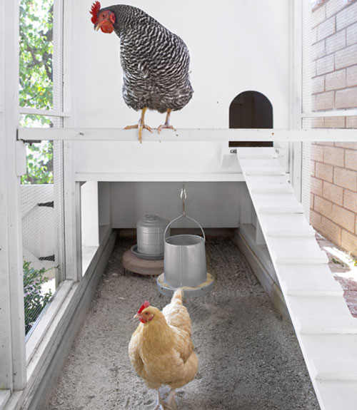 How To Build a Chicken Coop - Plans to Build a Chicken Coop