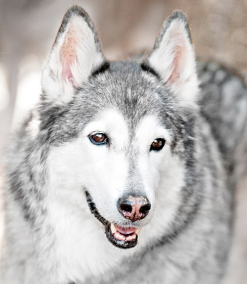 Dog Health Questions Dog Advice from a Vet