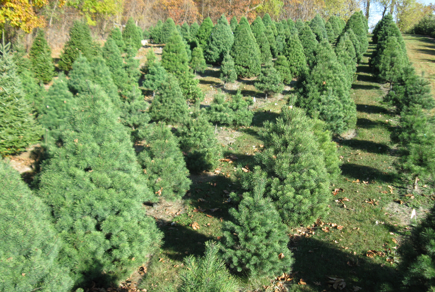 How to Pick a Christmas Tree Choosing a Christmas Tree