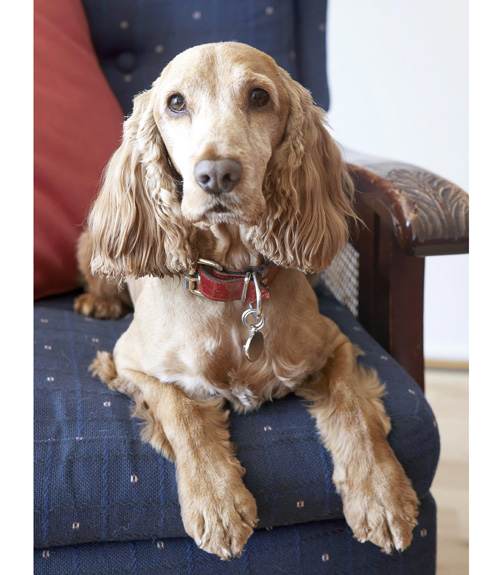 Dog Health Questions Dog Advice from a Vet