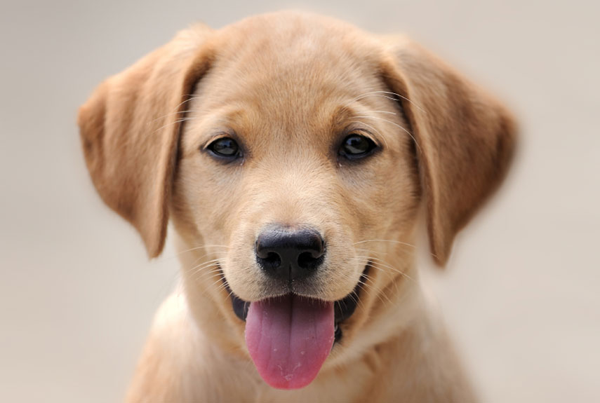 dog health questions dog advice from a vet