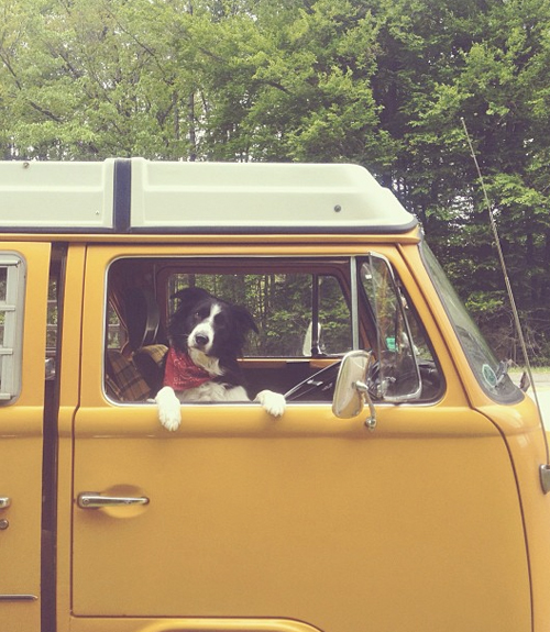 Dogs of Instagram Cute Dog Pictures