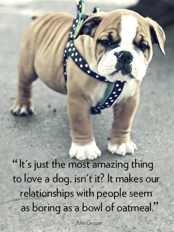 30+ Best Heart-melting Dog Quotes with Beautiful Images | FallinPets