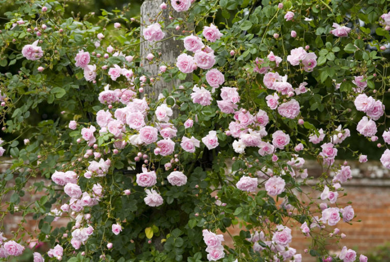 Best Climbing Roses Landscaping with Climbing Roses