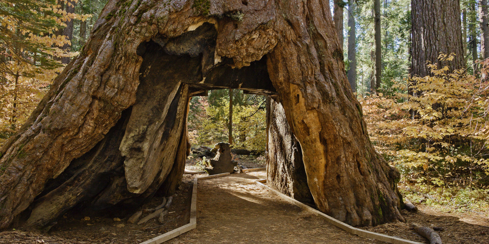 Pioneer Cabin Sequoia at Calaveras Big Trees National Park ... Pioneer Cabin Sequoia at Calaveras Big Trees National Park ... on Sequoia Outdoor Living id=43196