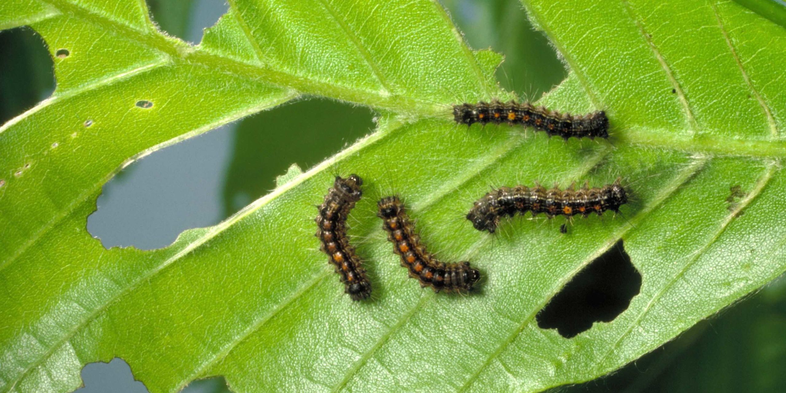 Moth Tree Rash Gypsy Moth Rash Treatment Relief From Spongy Moth Irritation And