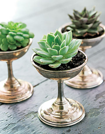 Ice cream dishes, from a collection of vintage hotel silver, proffer tiny succulents, a sweet alternative to the typical centerpiece when grouped together. 